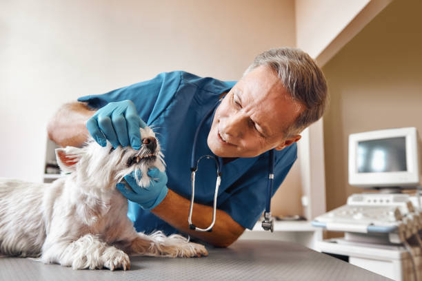 Best Emergency Tooth Extraction in Jackson, WI